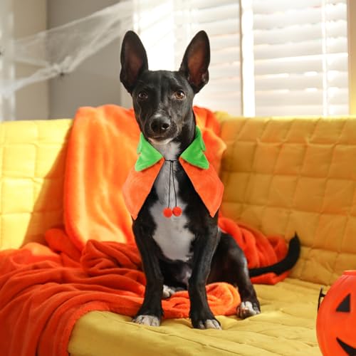 Capa para perro Halloween tamaño M Naranja miniatura 5