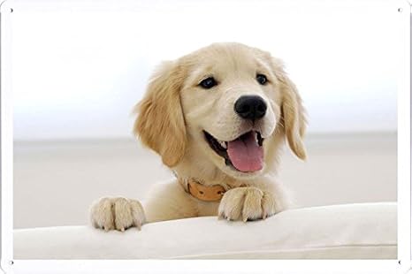 Amazon Co Jp ゴールデンレトリバーの子犬かわいい犬マズルのティンサイン 金属看板 ポスター Tin Sign Metal Poster Of Golden Retriever Puppy Cute Dog Muzzle ホーム キッチン