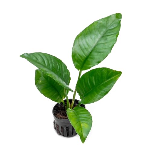 SubstrateSource Anubias Live Aquarium Plants - Potted Freshwater Plant for Fish Tanks, Terrariums - Beginner Friendly Low Light (Heterophylla, 1 Pot)