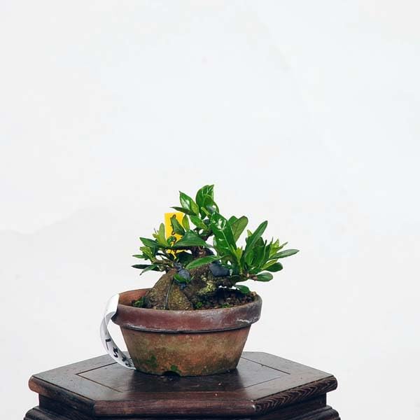 Amazon.co.jp: 盆栽：特選梔子(くちなし) *【現品をお届け】クチナシ