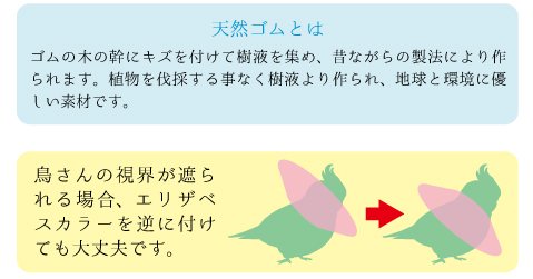インコのエリザベスカラー 作り方と装着の諸注意 小鳥の病院ハシゴとヘルニアインコ