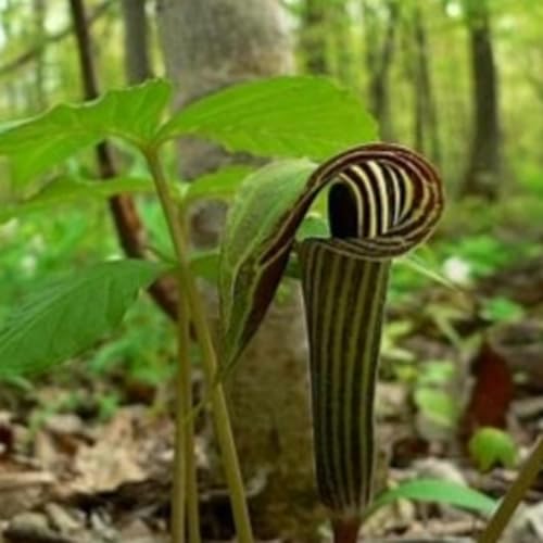 『Jack-in-the-Pulpit (Arisaema triphyllum)』のカバーアート