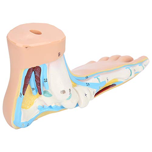 Modèle squelettique de pied humain grandeur nature pour enseignement médical anatomique