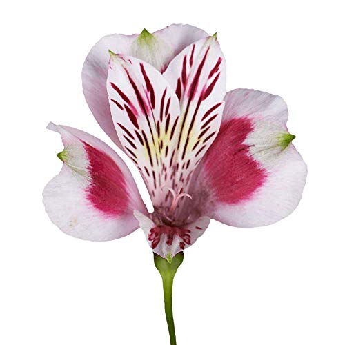 Globalrose 120 Blooms Of Bi-Color Select Alstroemerias 30 Stems - Peruvian Lily Fresh Flowers For Delivery #TOP1