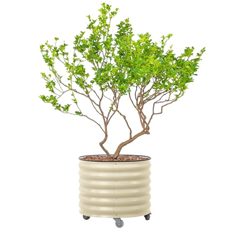 Image of Rolling Metal Citrus Tree Planter Pot, 27″ Round Planter Box for Porch Patio & Backyard, 45 Gallon Large Planter Pot with Wheels for Growing Olive Trees Tomatoes Vegetables and Flowers, Pearl White