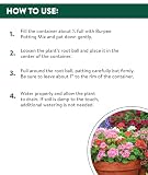Burpee Organic Premium, photo 4