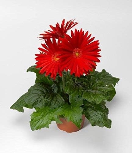GREENLIVE TRADERS gerbera plant live red color include the pot