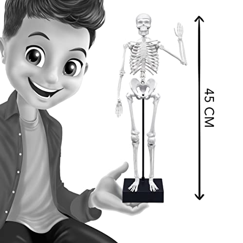 Buki Squelette 45 Cm - vue 8