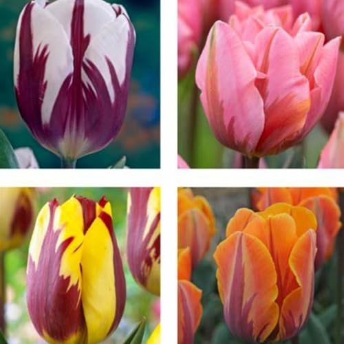 Tulpen Mix Winterharte Mehrjährig tulpen kaufen Verschönern die umwelt Heimdekoration Gartenschätze Starke Anpassungsfähigkeit.-3rhizome-C