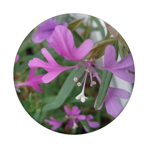 Elkhorn Clarkia - Clarkia pulchella flower PopSockets Swappable PopGrip, Black - Image 3
