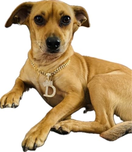 Chaîne cubaine chat évite les colliers ternes grâce à l'initiale D