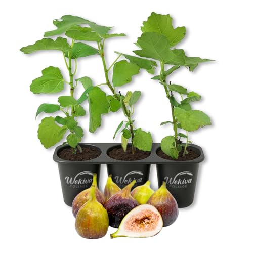 Brown Turkey Fig Tree - 3 Live Starter Plants - Ficus Carica - Edible Fruit Tree for The Patio and...
