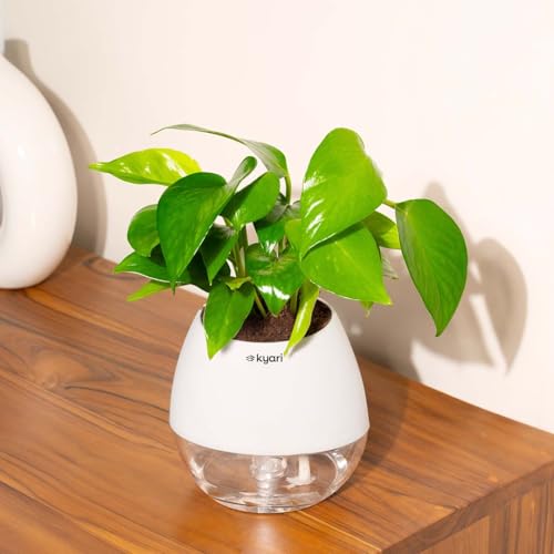 Image of Kyari Money Variegated Indoor Live Plants with White Self Watering Pot - Oval Pot 4 Inch