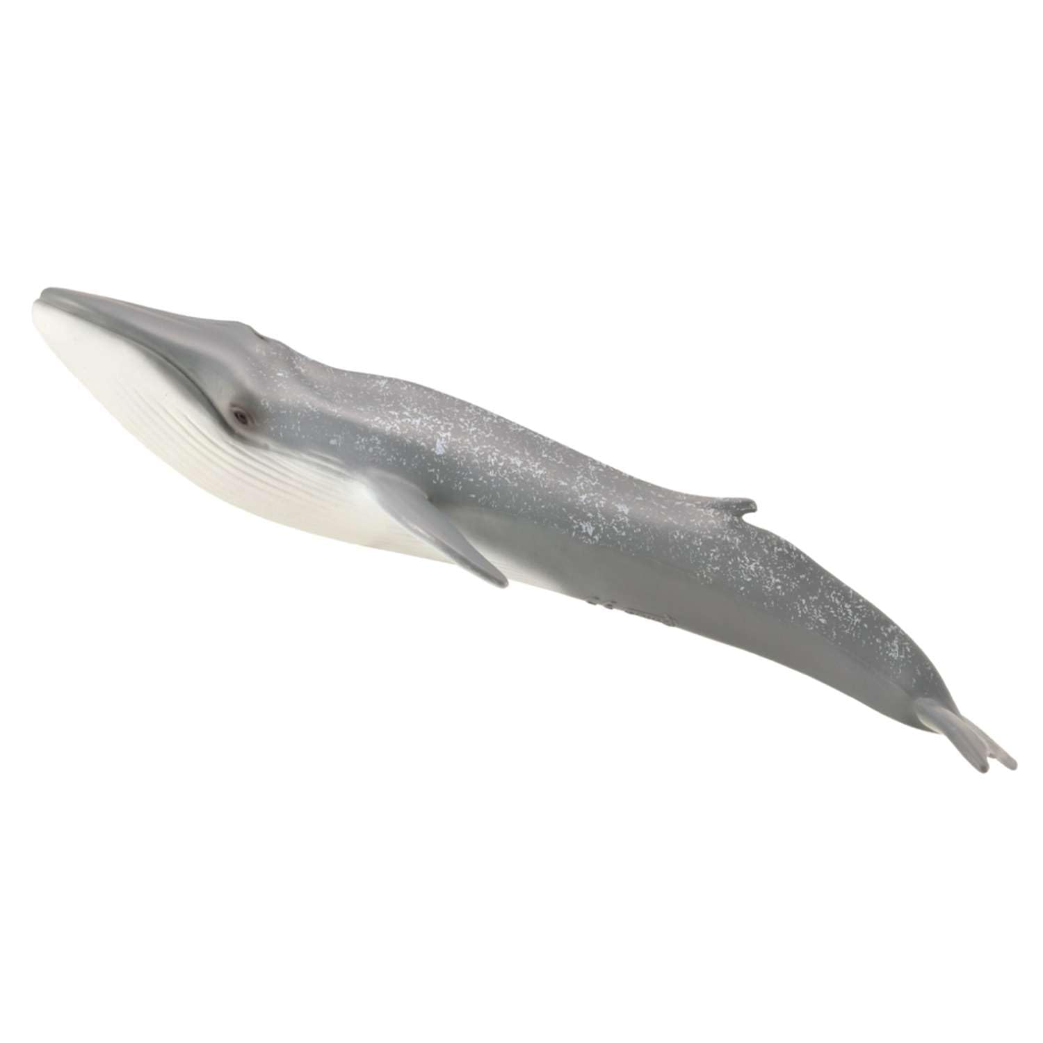 Amazon.co.jp: COLLECTA シロナガスクジラクジラ 88834 : おもちゃ