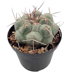 Fangblatt Thelocactus hexaedrophorus Kugelkaktus Ø 10 cm