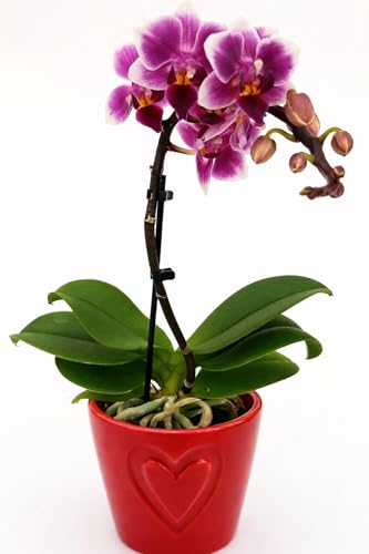 powers to flowers - orchidea phalaenopsis fucsia vaso cuori, orchidea falenopsis, pianta vera