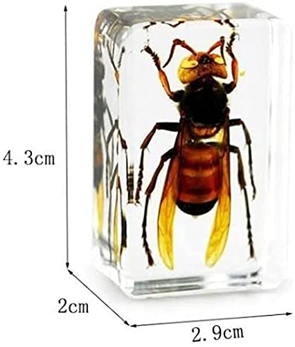 Amazon.co.jp: 昆虫樹脂本物のオオスズメバチ昆虫文鎮