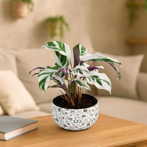 Image of Amulya Farms Indoor Plants for Home | Calathea White Fusion Live Plant with Premium Floral Print Metal pot | Air Purifying and Ornamental Plants for home, Living Room and Office Decoration