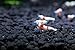 SoShrimp 10 S+ Grade CRS Crystal Red Shrimp Live Freshwater Aquarium Shrimp - 1/4 to 1/2 inch Long