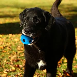 Nerf dog soccer ball dog toy with interactive crunch lightweight durable and water resistant 3 inches for smallmediumlarge breeds two pack blue and green  urban country home decor