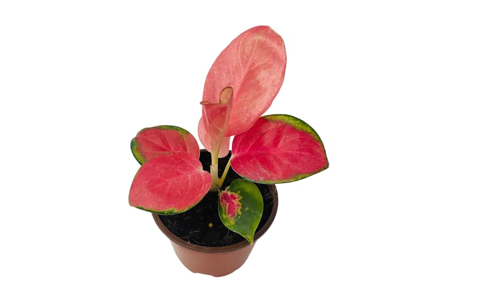 Aglaonema Pink Pearl | Live Plant in a 4 Inch Growers Pot, Live Indoor, Easy to Grow, Easy to Care, and Low Maintenance Houseplant,Pink Plants