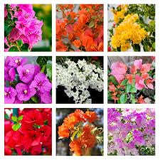 G0 GREEN THAILAND variety Bougainvillea plant live combo live plant for combo (Pack of 5) (B0D2T7HLLZ) Amazon Price History, Amazon Price Tracker