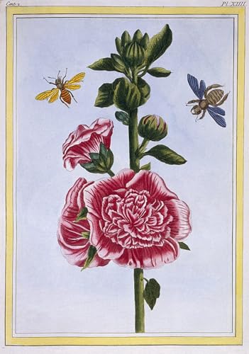 Toile Passerose rose trémière Pierre Buchoz pour créer une ambiance nature dans le salon