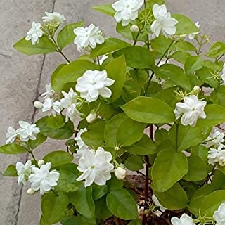 Guruji Plantation Jasmine Plant Garden Live Plant Nursery Outdoor Living Plant (White)
