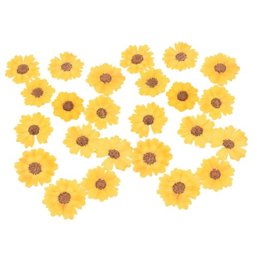 Flores secas naturales Margaritas 24 piezas para artesanía