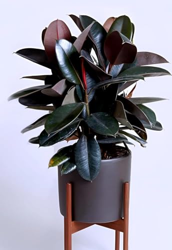 Image of Live Rubber Plant (pack of 1) Air Purifying Indoor(Ficus elastica) Houseplant, Elegant Dark Green Leaves Stylish Broad-Leaf Air Purifying Plant for Home Office, Bedroom & Workspace With pot