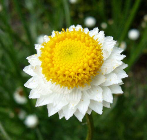 WINGED EVERLASTING FLOWER - 1000 seeds - Ammobium Alatum - Cutting flower Cover