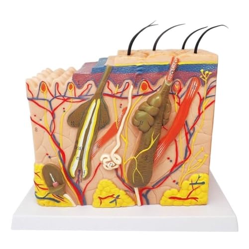 Modèle de peau élargi AMITD 5 pièces pour affichage dermatologique