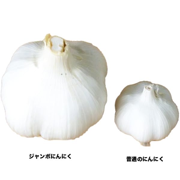 Amazon.co.jp: ジャンボ にんにく リン片種子 約150g（4～5片