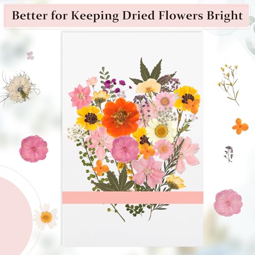 Image of Aboofx 20 Sheets Blotting Paper for Flower Press, Large 8.26 x 11.8 inch A4 Highly Absorbent and Reusable Blotter Papers for Flower Press Herbarium Craft Blotter Paper Sheets Papers Craft Supplies