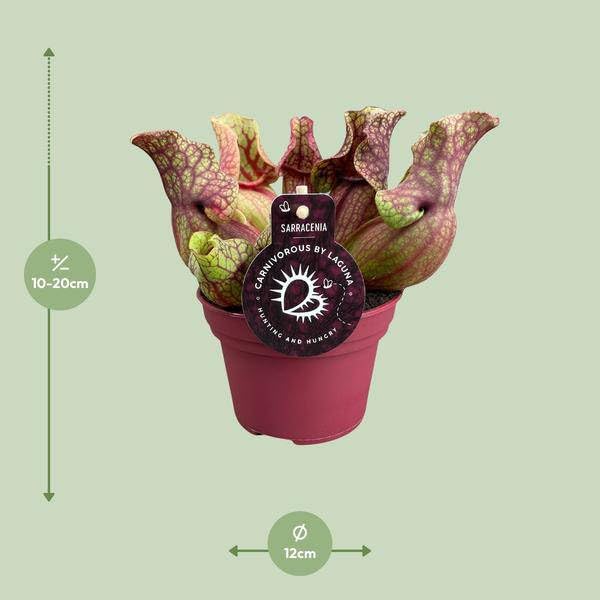 Schlauchpflanze Sarracenia Venosa – Kannenpflanze – Zimmerpflanze – Ø12cm – ca. 20cm – Pflegeleicht & Exotisch