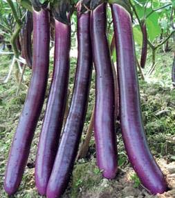 Vajra seeds Long Chinese Brinjal Seeds H/G (50 Seeds Packet) : Amazon ... Vajra seeds Long Chinese Brinjal Seeds H/G (50 Seeds Packet) : Amazon ...