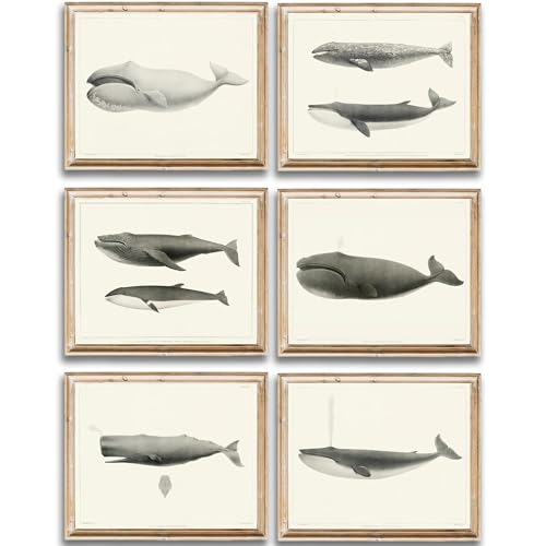 Vintage Whales Wall Art Prints (Set of 6) - Unframed