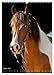 Horses in Portait (Wall Calendar 2026 DIN A3 High), CALVENDO Monthly Calendar: Unique Horse Characters Captured in Elegant Shots (CALVENDO Animals)