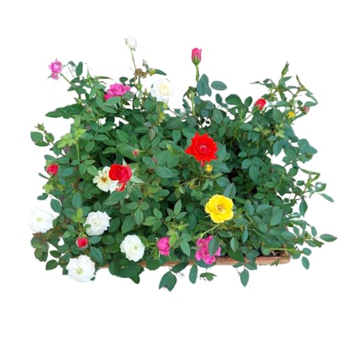 Kit 10 Mudas Mini Rosa Natural Planta De Sol Decoração Mista