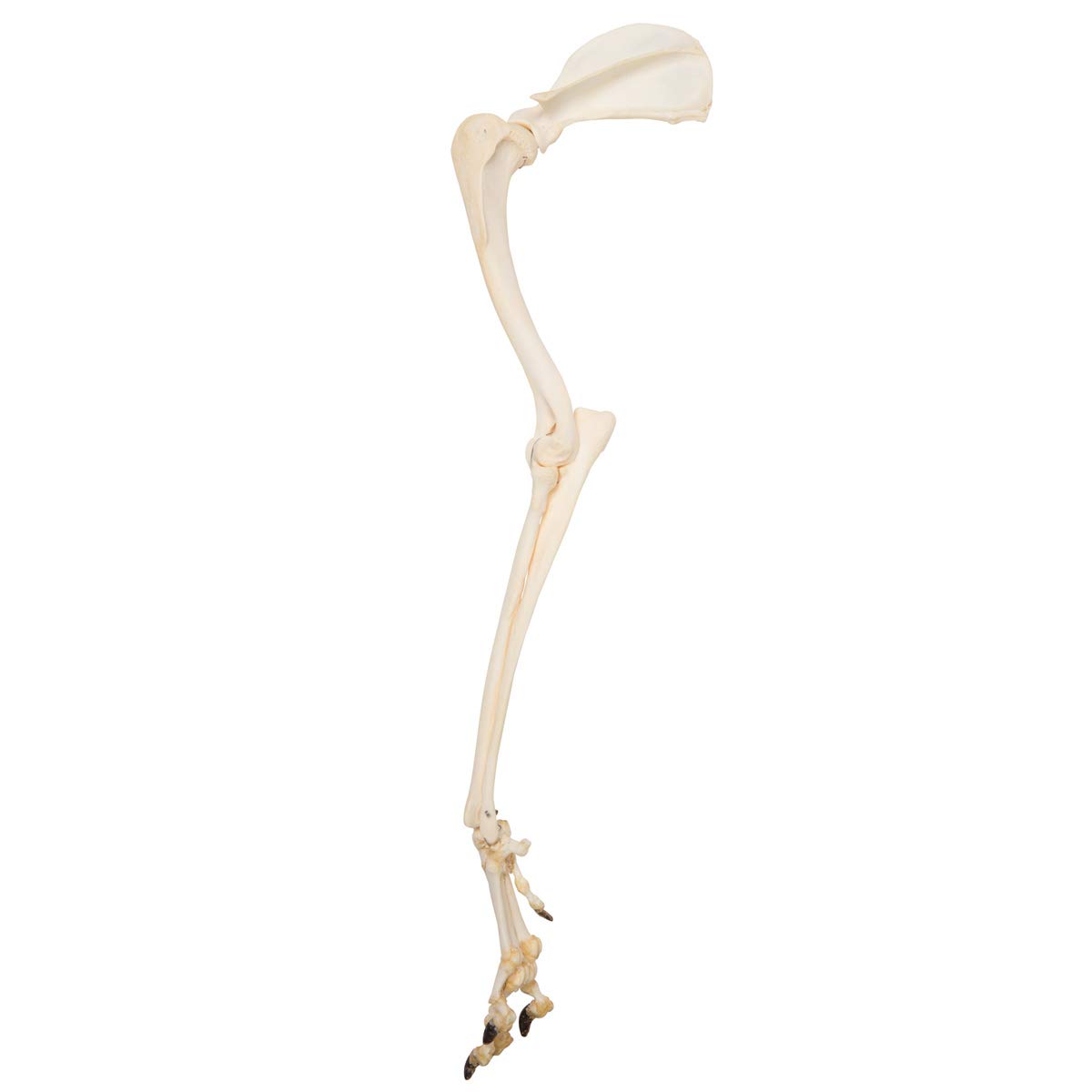 3B Scientific GmbH T300321 Dog Leg, Preparation