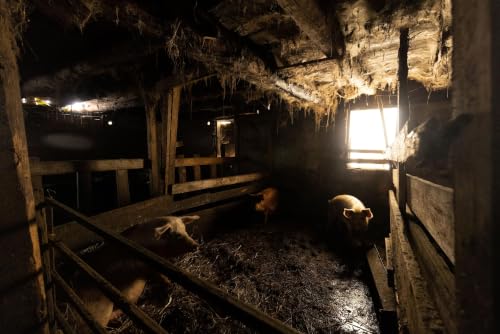 Massive Fire Claims Lives of 20,000 Pigs in Ontario, Canada