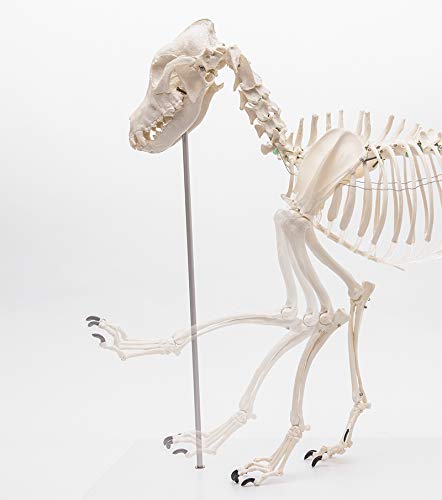 Amazon.co.jp: ERLER ZIMMER (エルラージマー社) 犬 骨格模型 標本