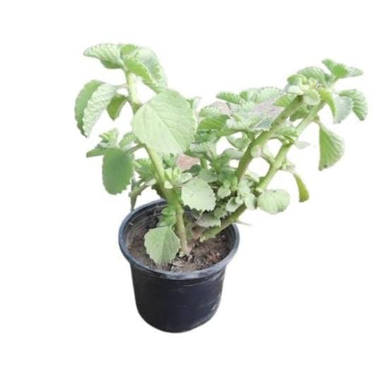 Hari Giver Garden® Variegated Ajwain Plant Oregano Herb/Ayurvedic