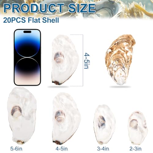QICQDRAM 20PCS Flat Oyster Shells 4"-5" Large Oyster Shells for Crafts Natural Oyster Shells Bulk, for Home Vase Filler, Xmas Ornaments, DIY Arts and Crafts Sea Shells by QICQDRAM - Image 2