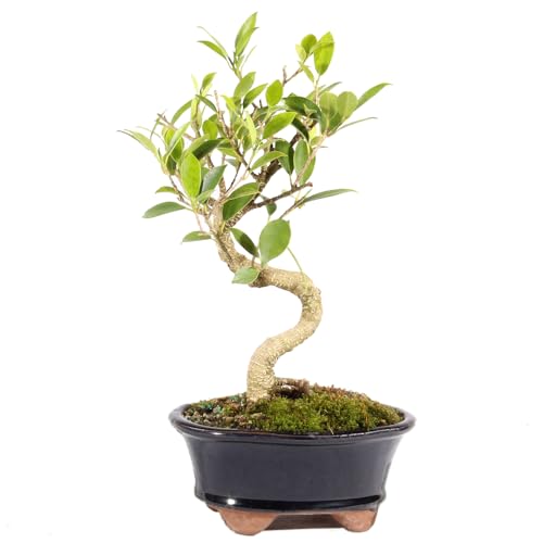 How to grow a ficus ginseng bonsai tree