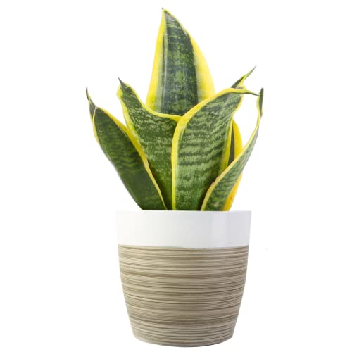 Costa Farms Snake Plant, Easy Care Live Indoor Plant In Décor Planter, Beautiful Clean Air Purifying Houseplant, Boho Home And Room Décor, Housewarming Gift, 8-Inches Tall #TOP30
