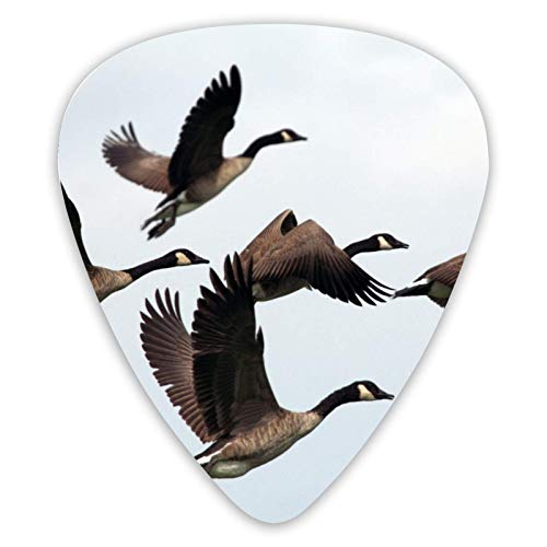Médiators guitare Wild Geese Fly 12 pièces médiators ukulélé 0,46 mm 0,71 mm 0,96 mm - Les Beatles, Paul McCartney, John Lennon, RIngo Starr, George Harrison Médiators guitare Wild Geese Fly 12 pièces médiators ukulélé 0,46 mm 0,71 mm 0,96 mm