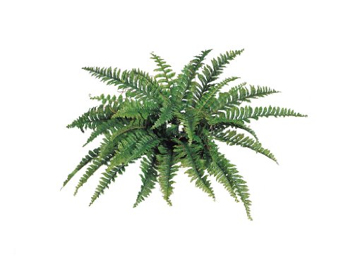 Larksilk Boston Fern Artificial Plants - UV Resistant, Indoor or Outdoor Plant, Hanging