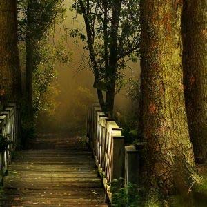 Wallstick AJ Colourful Nature Wallpaper for Wall