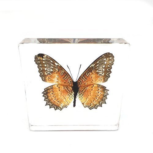 Real Butterfly Specimen Specimens Paperweight Paperweights Collection Display(3X3X0.6") #TOP1
